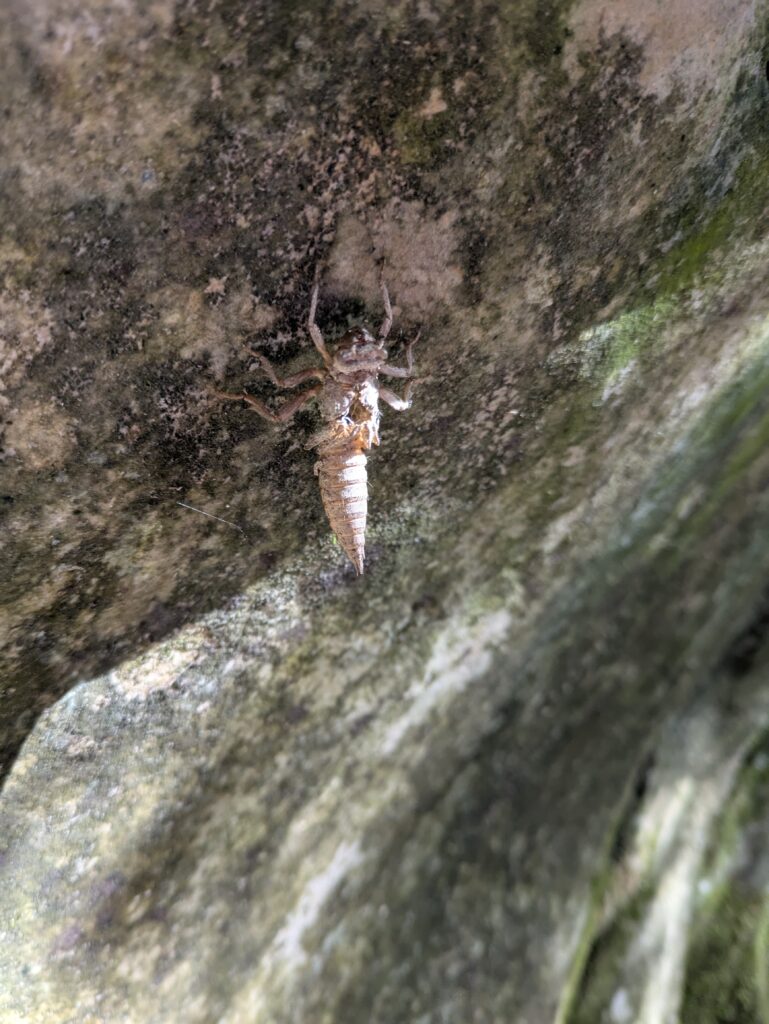 pxl 20250711 082406382.long exposure